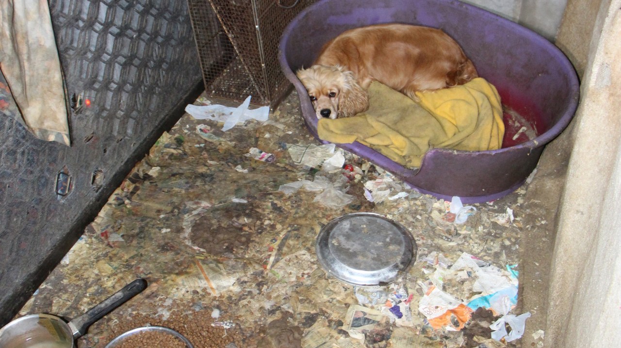 Puppy farms, puppies for sale, pet shop puppies, banksia park puppies cruelty,chevromist cruelty